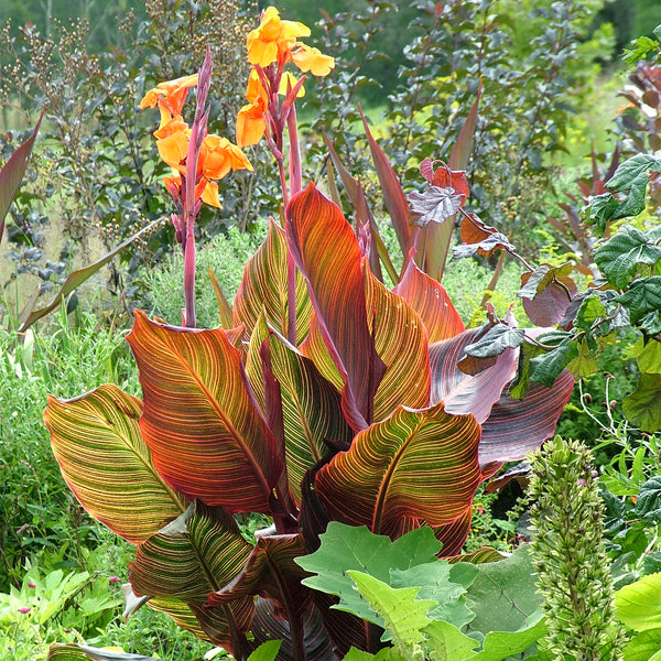 Canna 'Lily Tropicana'