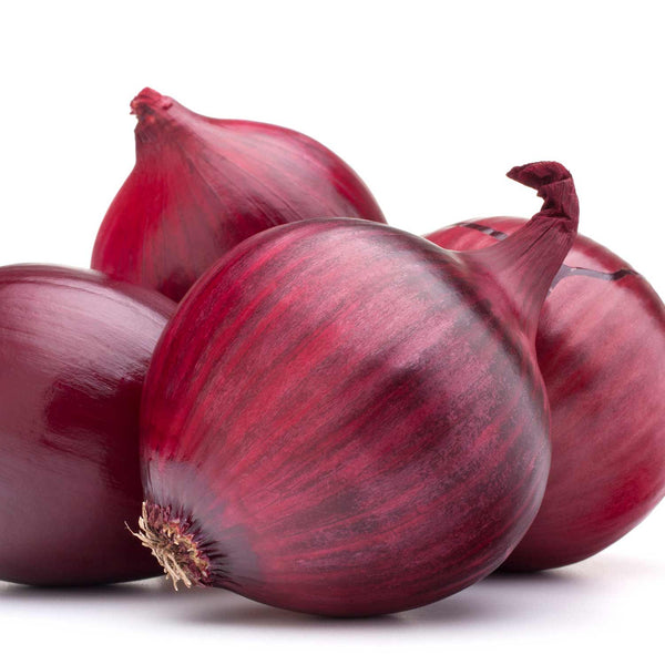 Onion ‘Electric’ (Autumn Planting)