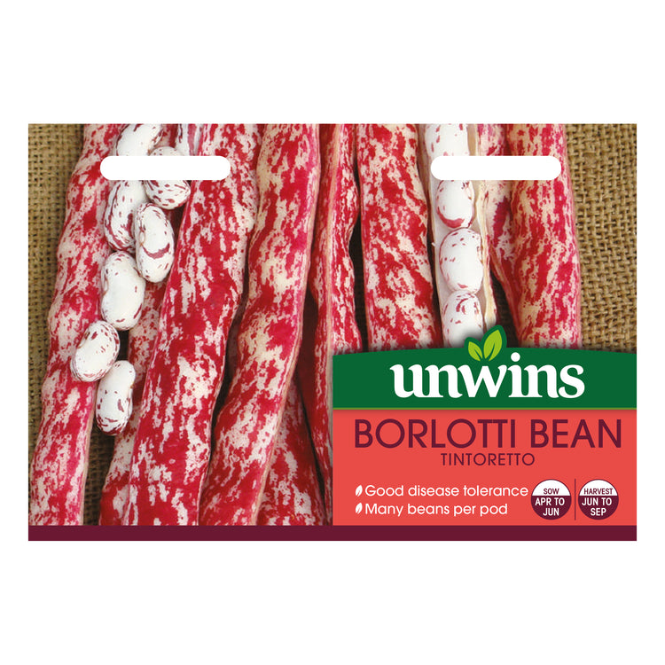 Dwarf French Bean Seeds 'Tintoretti'