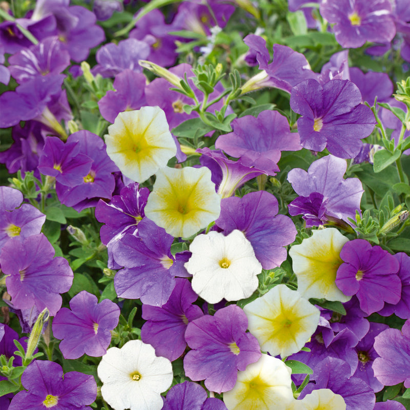Petunia Seeds 'Summer Sky Mix'