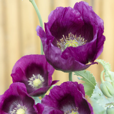 Poppy Seeds 'Lauren's Grape'