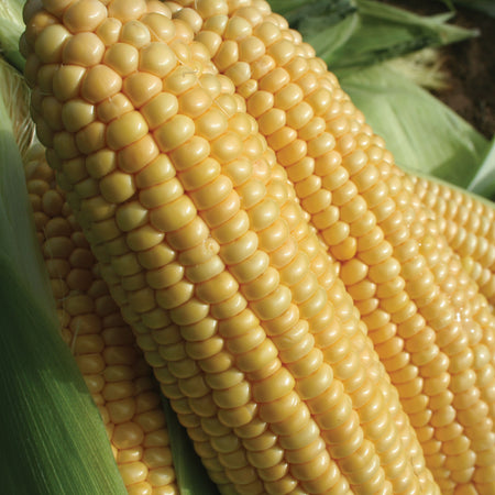 Sweetcorn Seeds 'Goldcrest' F1