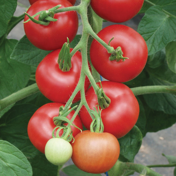 Organic Tomato Seeds 'Matina'