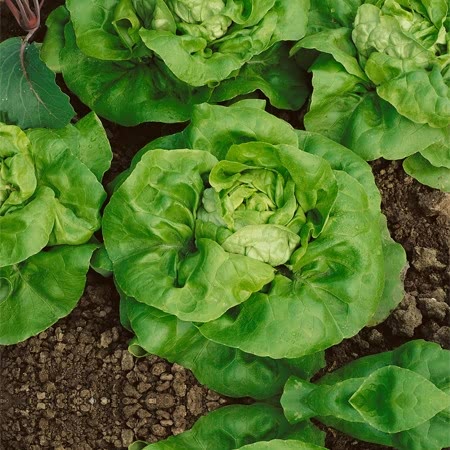 Lettuce Seed Mini Collection