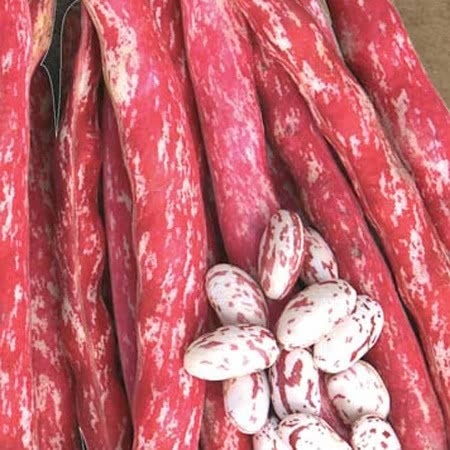 Dwarf French Bean Seeds 'Tintoretti'
