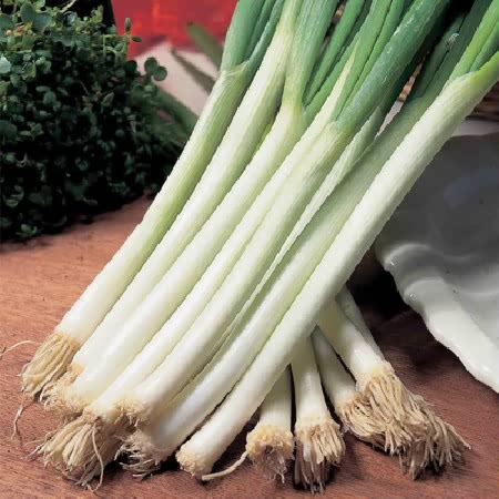Spring Onion Seeds 'Parade'