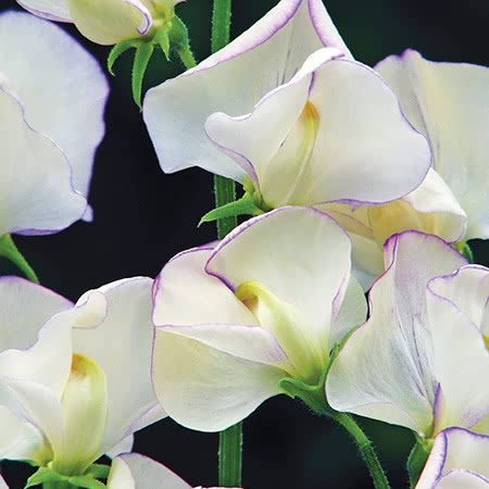 Sweet Pea Seeds 'April In Paris'