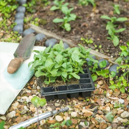 24 Cell Seed Trays and Watering Kit