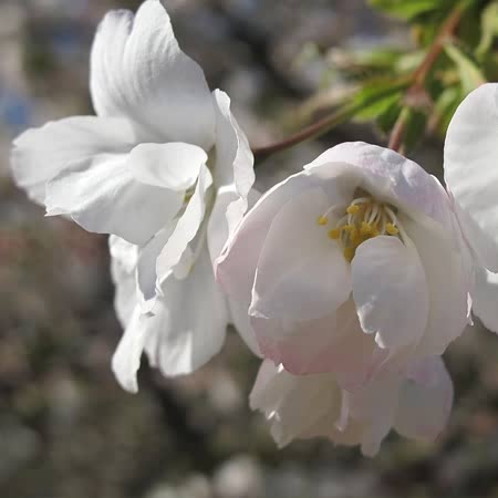 Flowering Cherry Tree 'Shirotae'